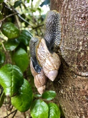 Plectostylus peruvianus