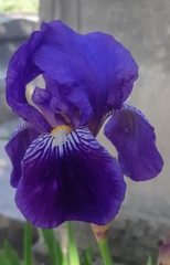 Iris