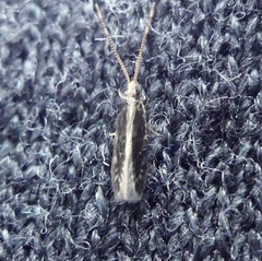 Orthotrichia