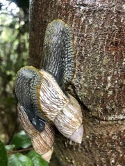 Plectostylus peruvianus