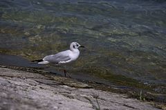 Chroicocephalus ridibundus