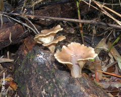 Hohenbuehelia geogenia