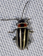 Disonycha pensylvanica