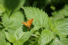 Polygonia c-album