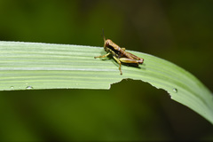 Sinopodisma