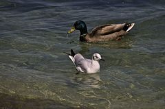 Chroicocephalus ridibundus