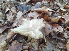 Megacollybia platyphylla