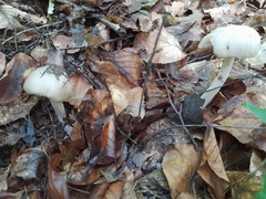 Megacollybia platyphylla