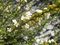 Lachnaea filicaulis