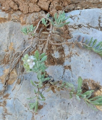 Veronica polifolia