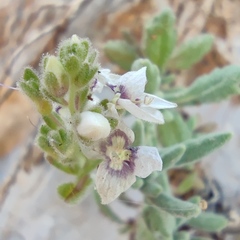 Veronica polifolia