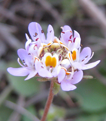 Melanospermum foliosum