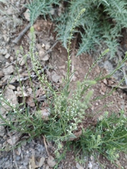 Anarrhinum forskaohlii