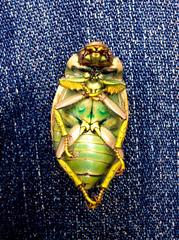 Chrysina laniventris