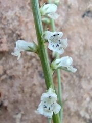 Anarrhinum forskaohlii