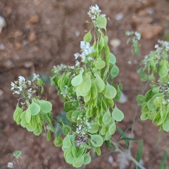 Peltaria angustifolia