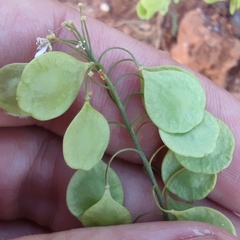 Peltaria angustifolia
