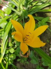 Hemerocallis