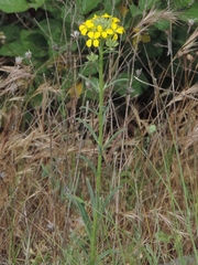 Erysimum maremmanum
