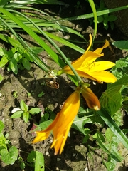 Hemerocallis
