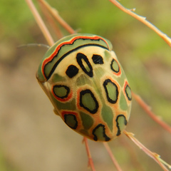 Sphaerocoris annulus