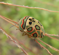 Sphaerocoris annulus