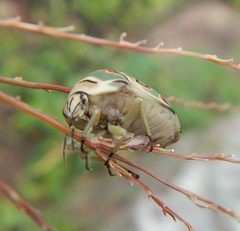 Sphaerocoris annulus
