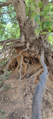 Quercus look