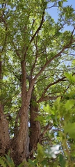 Quercus look