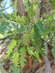 Quercus look
