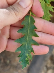 Quercus look