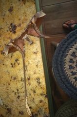 Copiopteryx