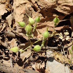 Cerastium dichotomum