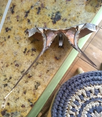 Copiopteryx