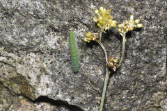 Pieris canidia