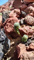 Moschopsis trilobata