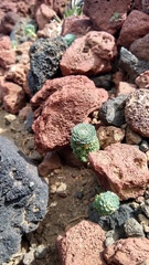 Moschopsis trilobata