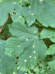 Aceria pseudoplatani