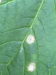 Aceria pseudoplatani