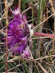Allium dichlamydeum