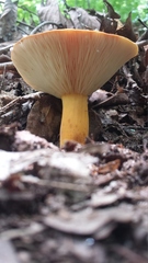 Lactarius volemus image