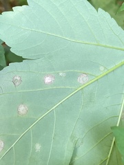 Aceria pseudoplatani