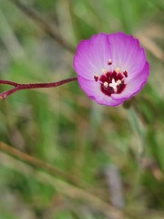 Clarkia franciscana