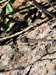 Liolaemus monticola