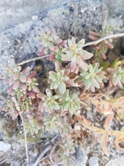 Sedum album