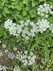 Apiaceae
