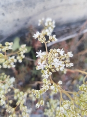 Sedum album