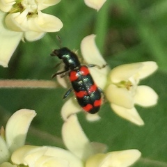 Trichodes nuttalli