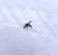 Aedes increpitus