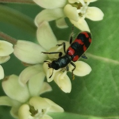 Trichodes nuttalli